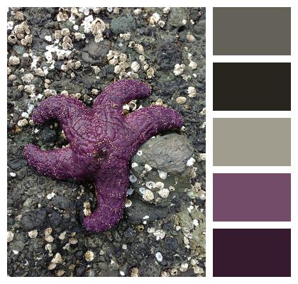 Sea Star Starfish Purple Image